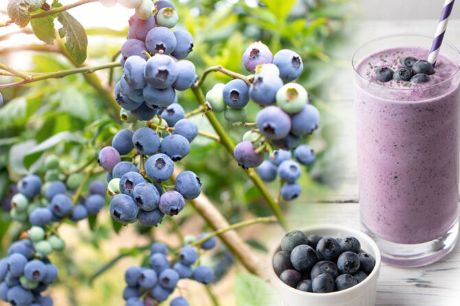 Blueberry Antioxidant Blast Smoothie